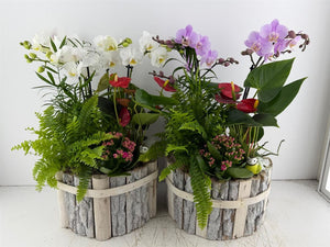 Round Beechwood Plant Arrangement – Mixed Colour
