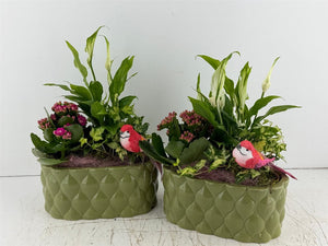 Mixed Colour Oval Ceramic Plant Arrangement