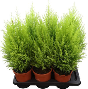 Goldcrest Cypress (Cupressus macrocarpa) – 17cm Pot