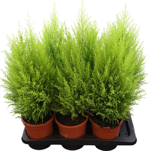 Goldcrest Cypress (Cupressus macrocarpa) – 17cm Pot