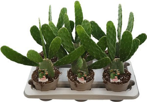 Opuntia Cactus – 14cm Pot, Approx. 38cm High