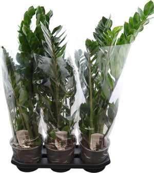 ZZ Plant (Zamioculcas zamiifolia) – 19cm Pot, 90cm High