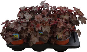 Heuchera ‘Palace Purple’ – 17cm Pot