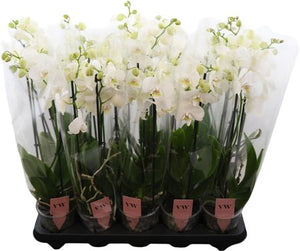 White Phalaenopsis Orchid – 12cm Pot, 50cm High