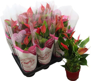 Red Anthurium (Anthurium andraeanum) – 10.5cm Pot
