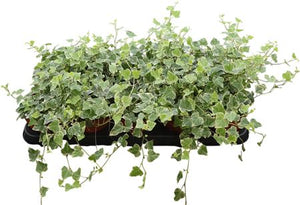 White Wonder English Ivy (Hedera helix) – 12cm Pot