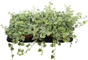 White Wonder English Ivy (Hedera helix) – 12cm Pot