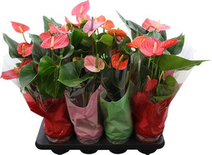 Mixed Anthurium Houseplant – 14cm Pot