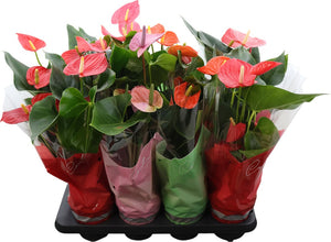 Mixed Anthurium Houseplant – 14cm Pot