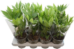 Fatsia Spiderweb (Fatsia japonica) – 14cm Pot