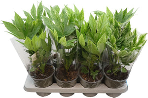 Fatsia Spiderweb (Fatsia japonica) – 14cm Pot