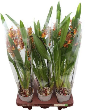 Cambria Colmanara Orchid – 12cm Pot, 60cm High