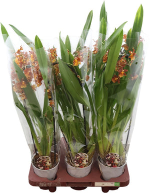 Cambria Colmanara Orchid – 12cm Pot, 60cm High
