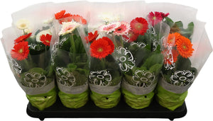 Mixed Gerbera Flowering Houseplant – 12cm Pot