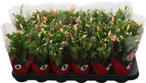 Orange Christmas Cactus (Schlumbergera) – 9cm Pot