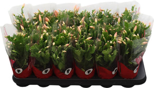 Orange Christmas Cactus (Schlumbergera) – 9cm Pot