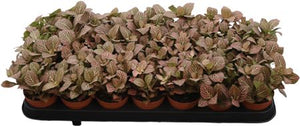 Fittonia 'Mistral' Nerve Plant – 8.5cm Pot