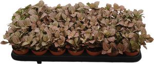 Fittonia 'Mistral' Nerve Plant – 8.5cm Pot