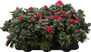 Azalea Rhododendron simsii – 14cm Pot