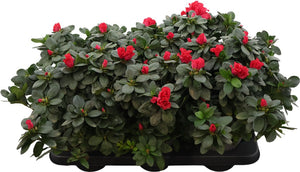 Azalea Rhododendron simsii – 14cm Pot