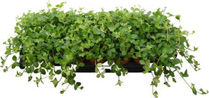 Peperomia Rotundifolia – 8.5cm Pot