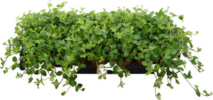 Peperomia Rotundifolia – 8.5cm Pot