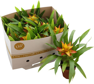 Guzmania ‘Flava’ Bromeliad – 10.5cm Pot