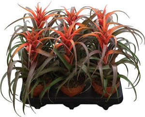 Tillandsia ‘Caulescens Hermosa’ – 12cm Pot