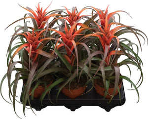 Tillandsia ‘Caulescens Hermosa’ – 12cm Pot