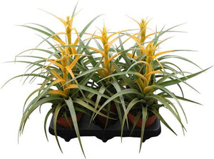 Golden Star Air Plant (Tillandsia) – 12cm Pot