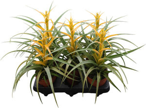 Golden Star Air Plant (Tillandsia) – 12cm Pot