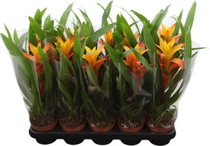 Guzmania Bromeliad – 12cm Pot, 40cm Height