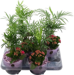 Indoor Plant Arrangement – 13cm Ceramic Pot