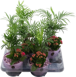 Indoor Plant Arrangement – 13cm Ceramic Pot