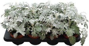 Silver Ragwort (Jacobaea maritima) – 13cm Pot
