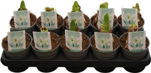 White Hippeastrum (Amaryllis) – 12cm Pot