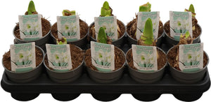 White Hippeastrum (Amaryllis) – 12cm Pot