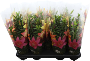 Tiny Ghost Asiatic Lily – 13cm Pot, 38cm High