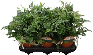 Rabbit’s Foot Fern (Humata tyermannii) – 12cm Pot