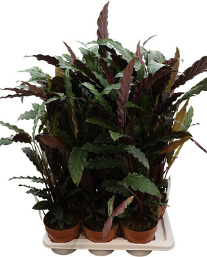 Calathea Rufibarba Prayer Plant – 17cm Pot, 70cm High