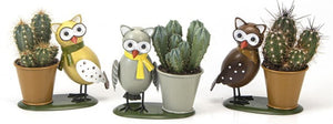 Mixed Cactus Collection in Owl Zinc Planter – 8cm