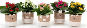 Mini Kalanchoe Mixed Colours – 6cm Pot