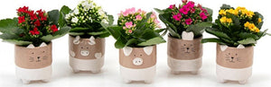 Mini Kalanchoe Mixed Colours – 6cm Pot