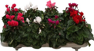 Mixed Small-Flowered Cyclamen persicum – 10.5cm Pot
