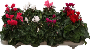 Mixed Small-Flowered Cyclamen persicum – 10.5cm Pot