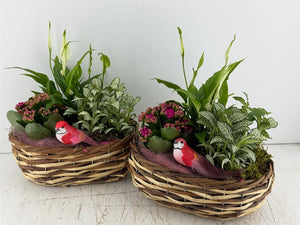 Mixed Colour Oval Plant Arrangement