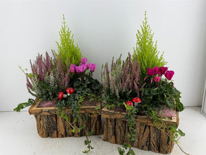Mixed Colour Bark Arrangement