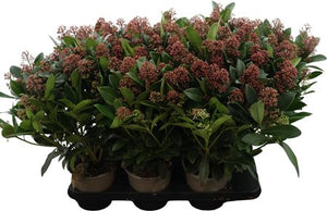 Skimmia japonica 'Rubella' – 15cm Pot, 45cm