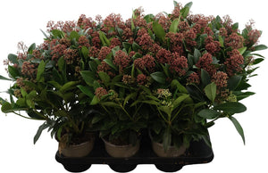 Skimmia japonica 'Rubella' – 15cm Pot, 45cm