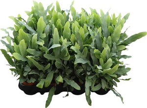 Blue Star Fern (Phlebodium) – 9cm Pot